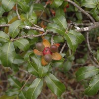 Ochna lanceolata Spreng.